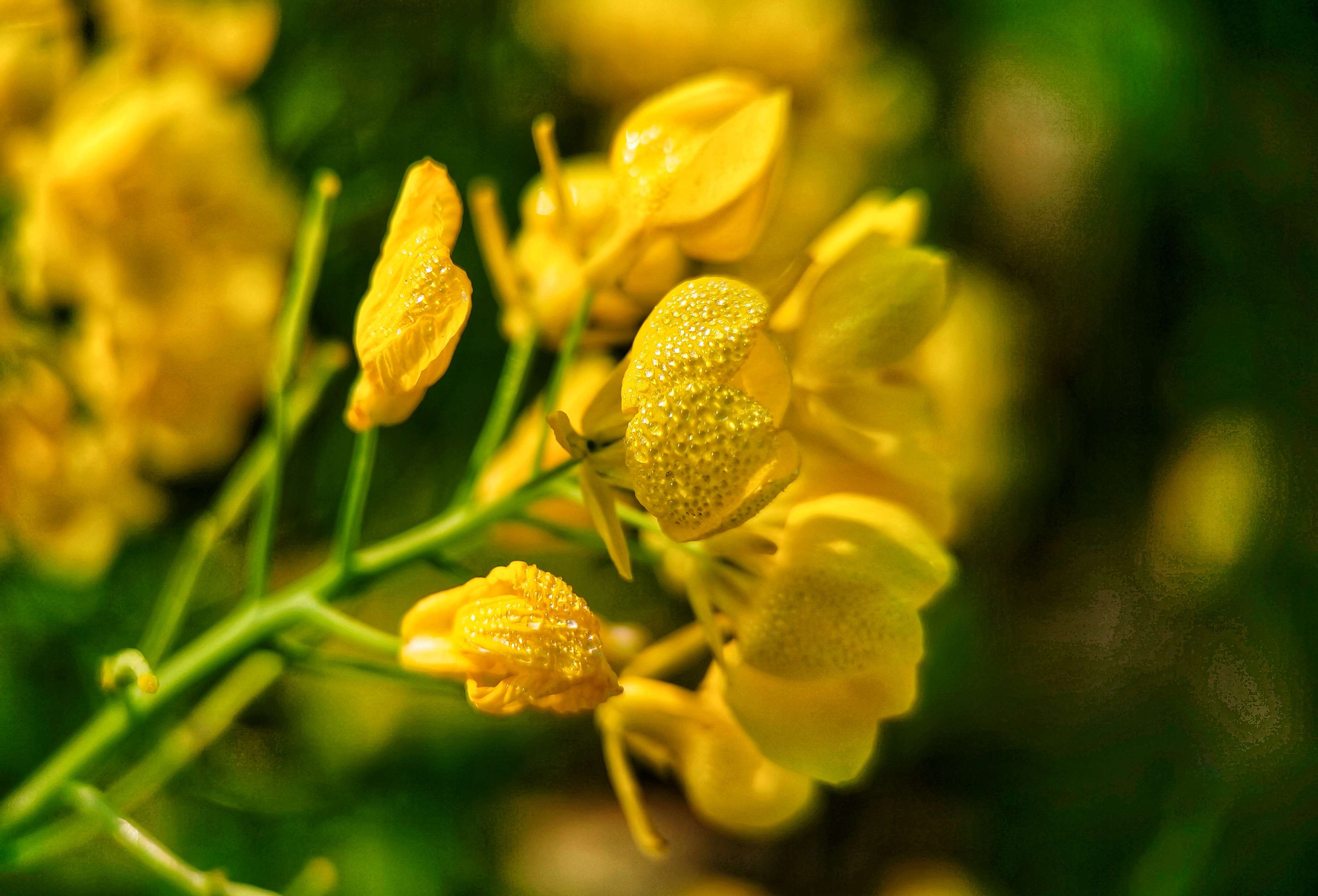  油菜花