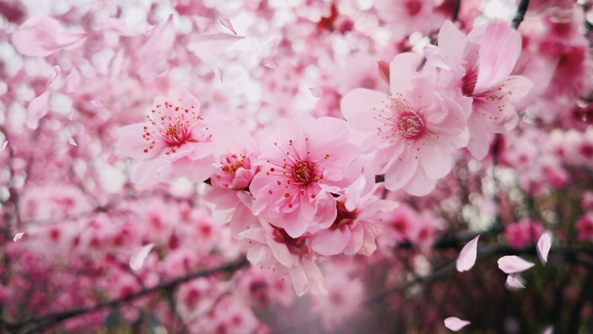 春意桃花
