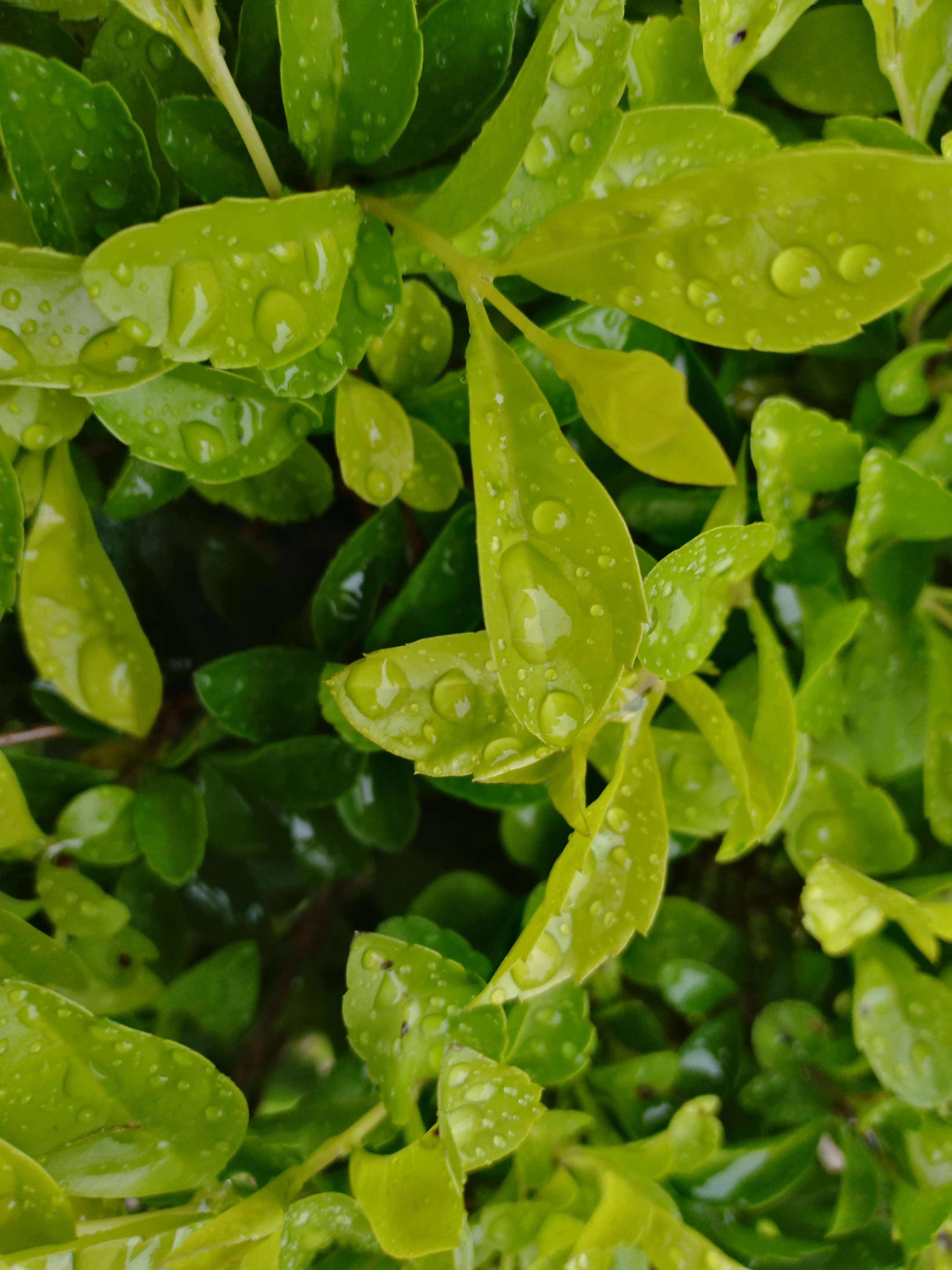 雨后新绿