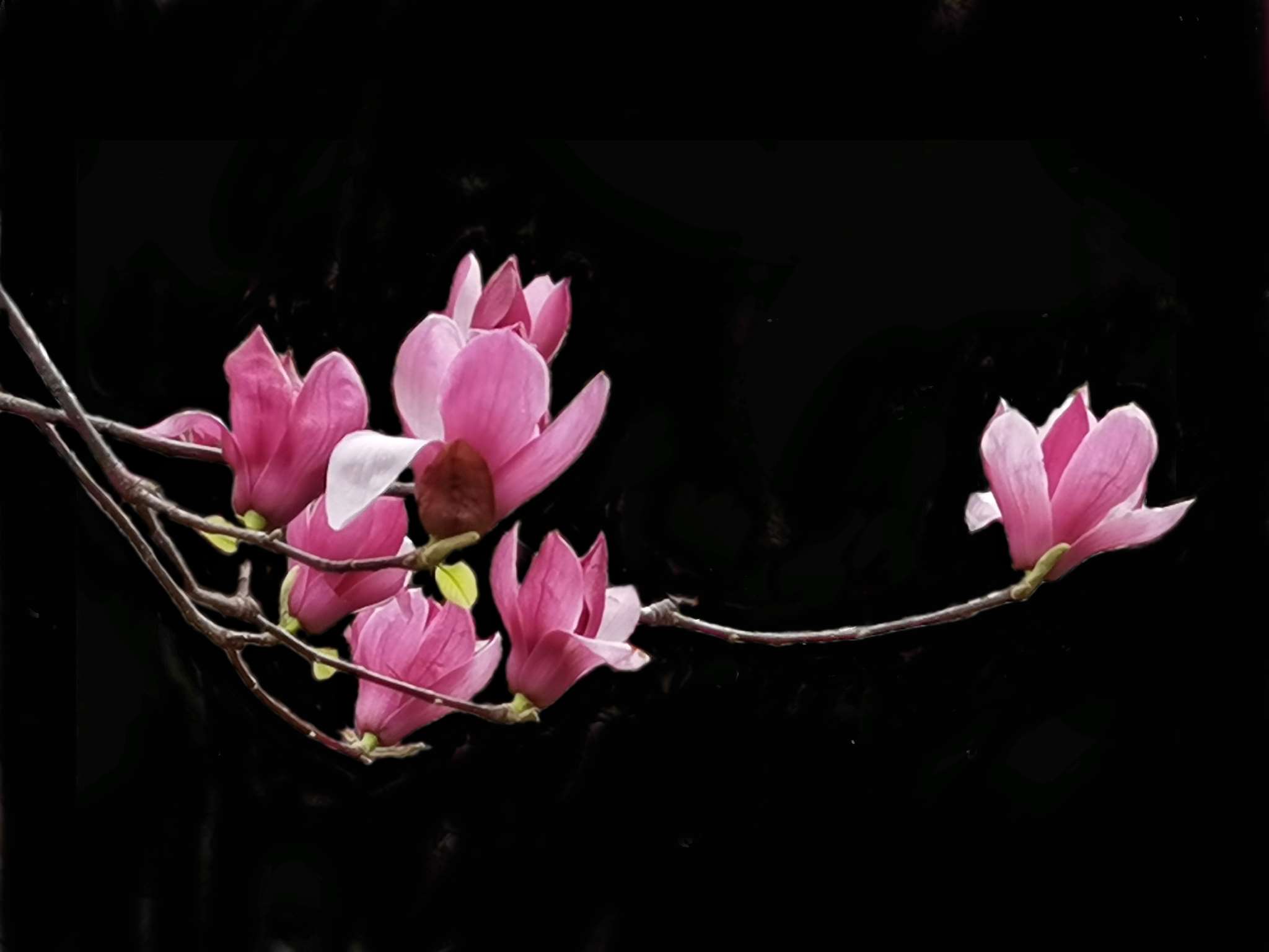 紫玉兰