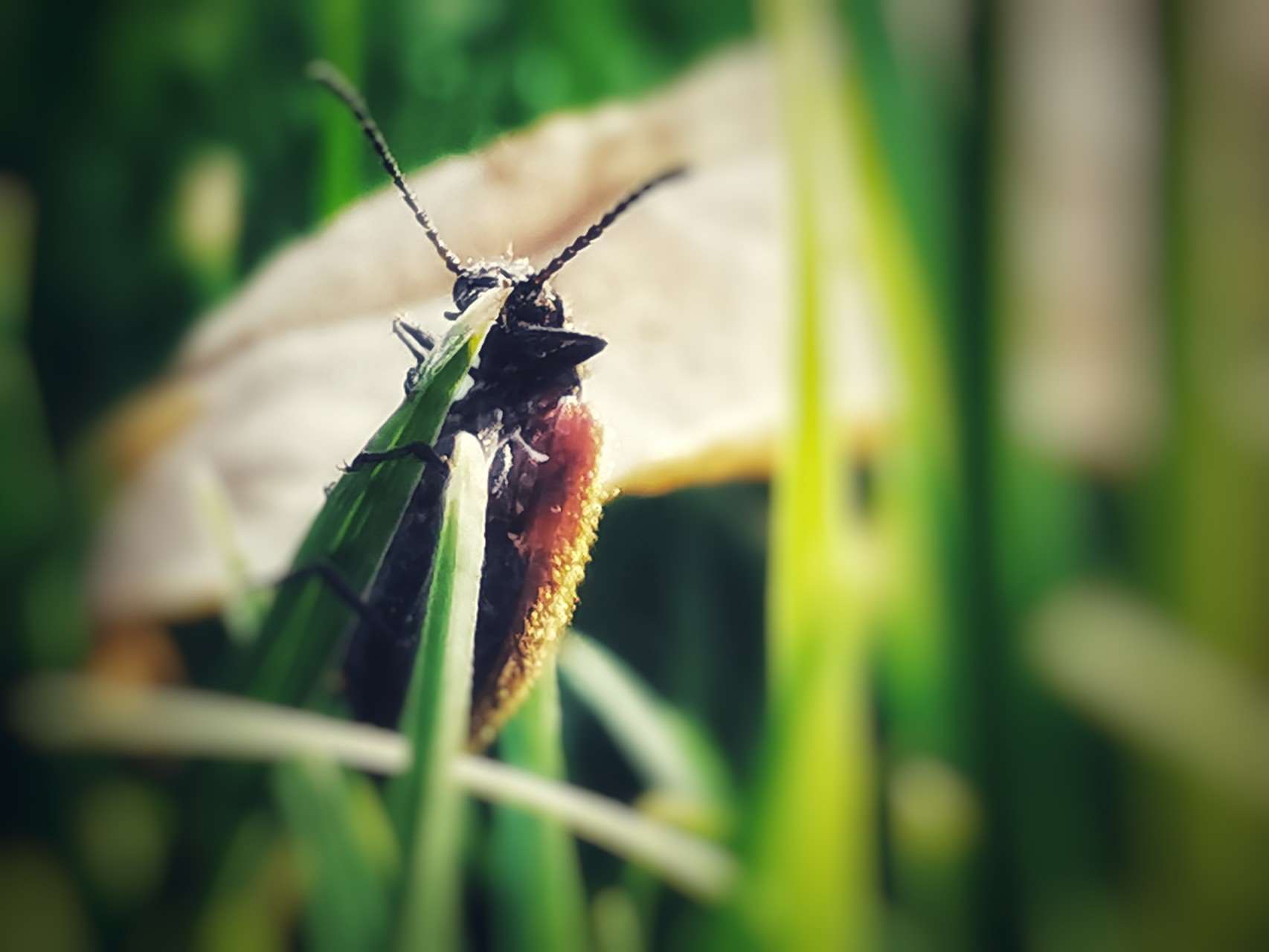 昆虫记