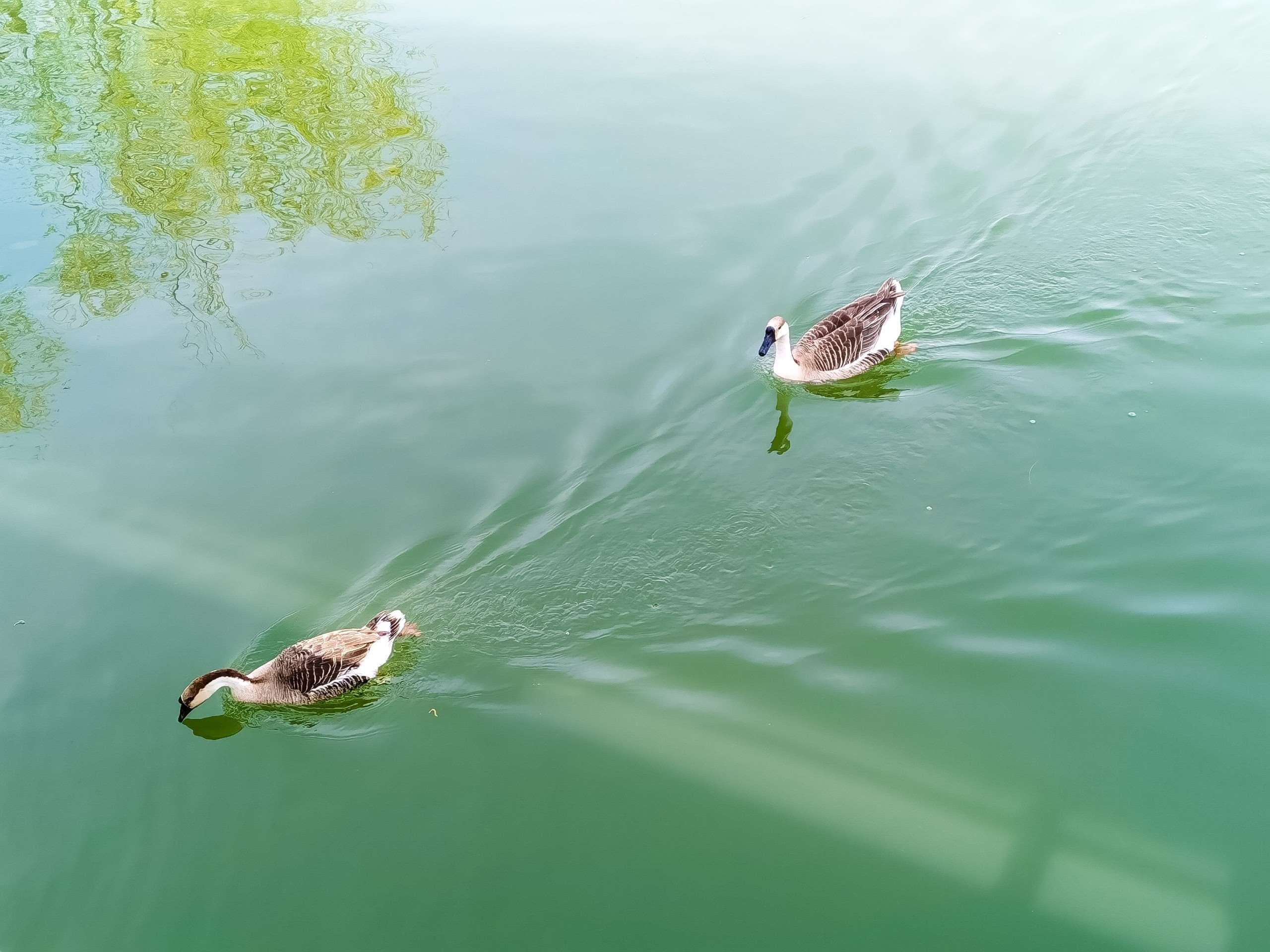 绿水鸭先知