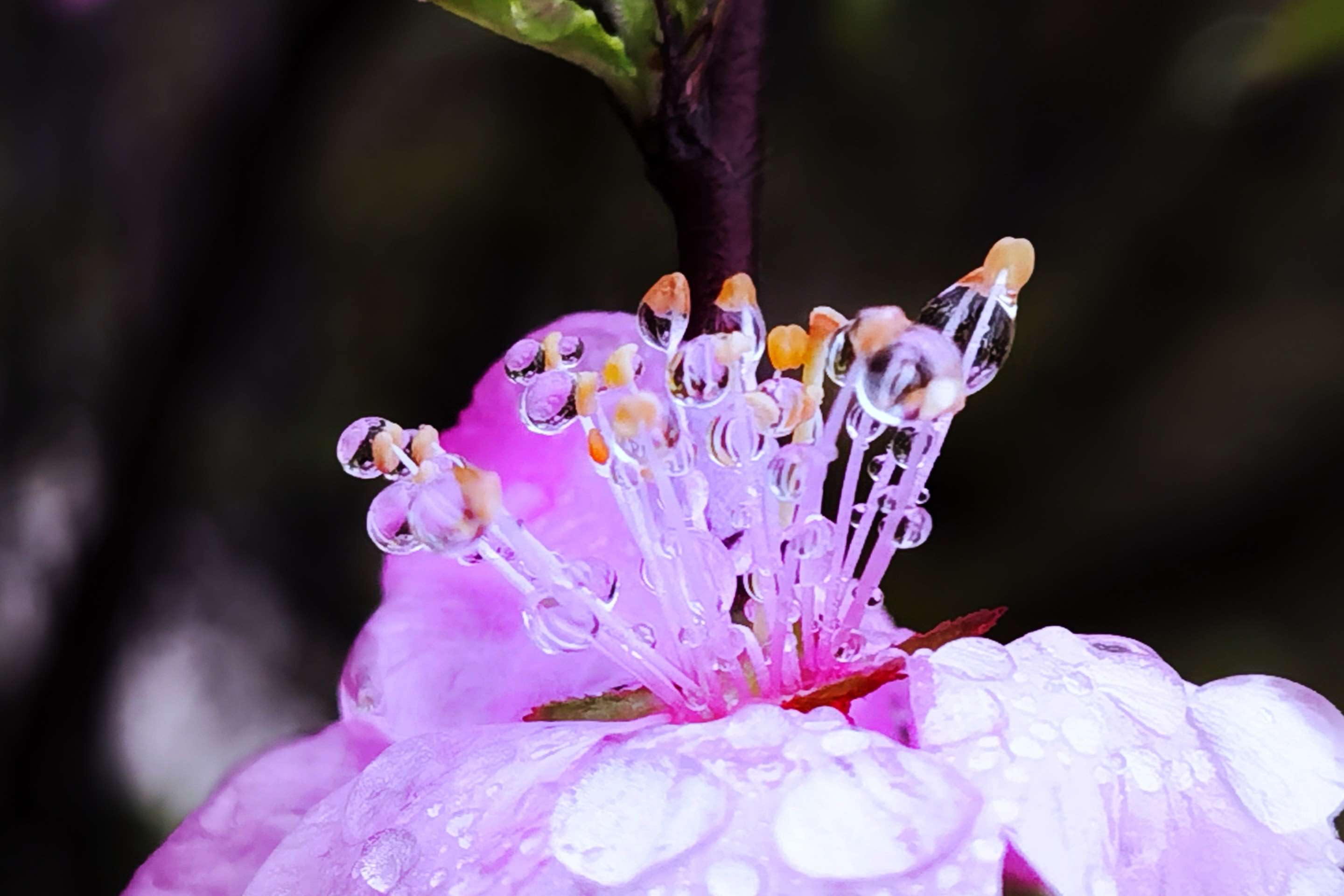 春雨绵绵花垂泪