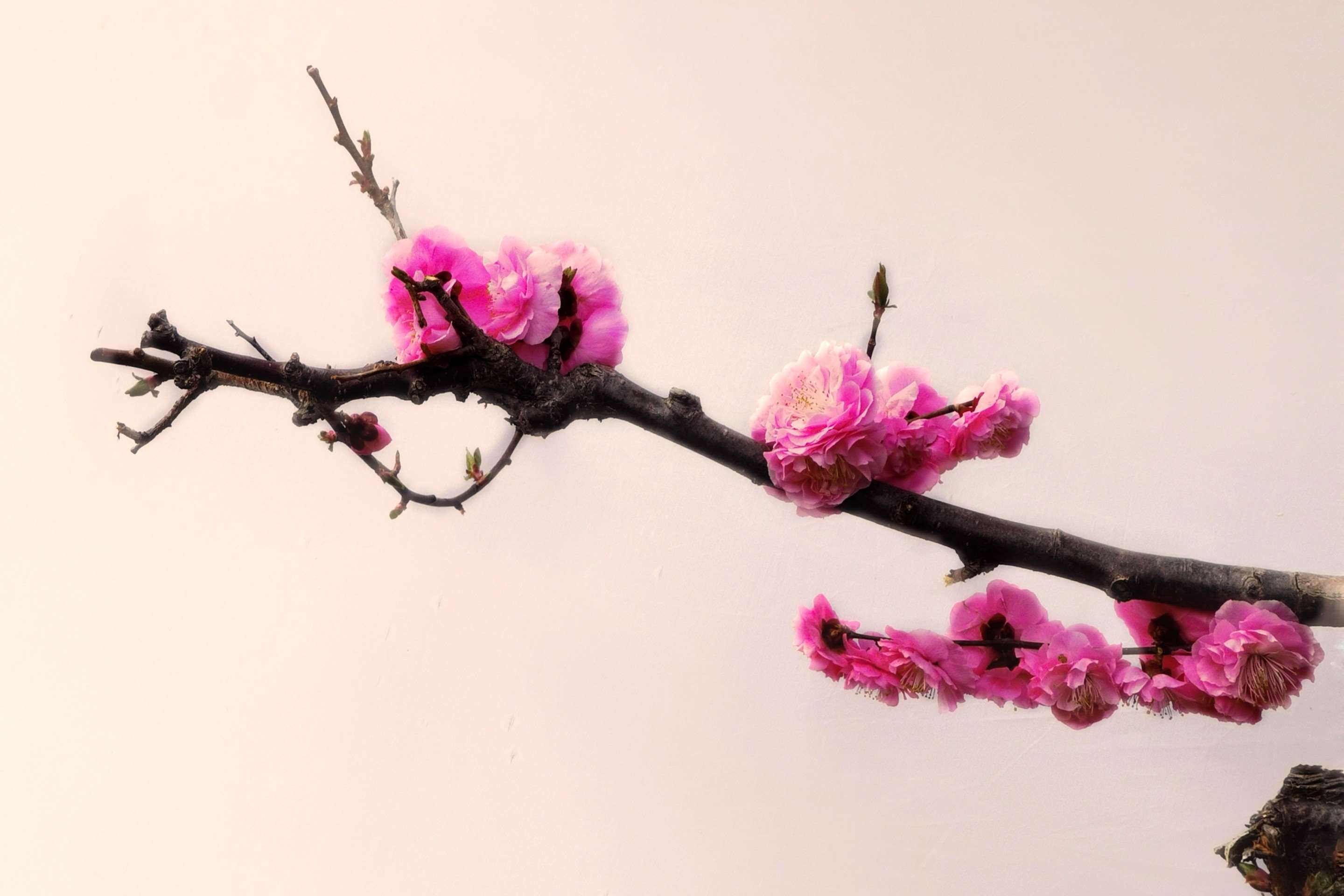 红梅花