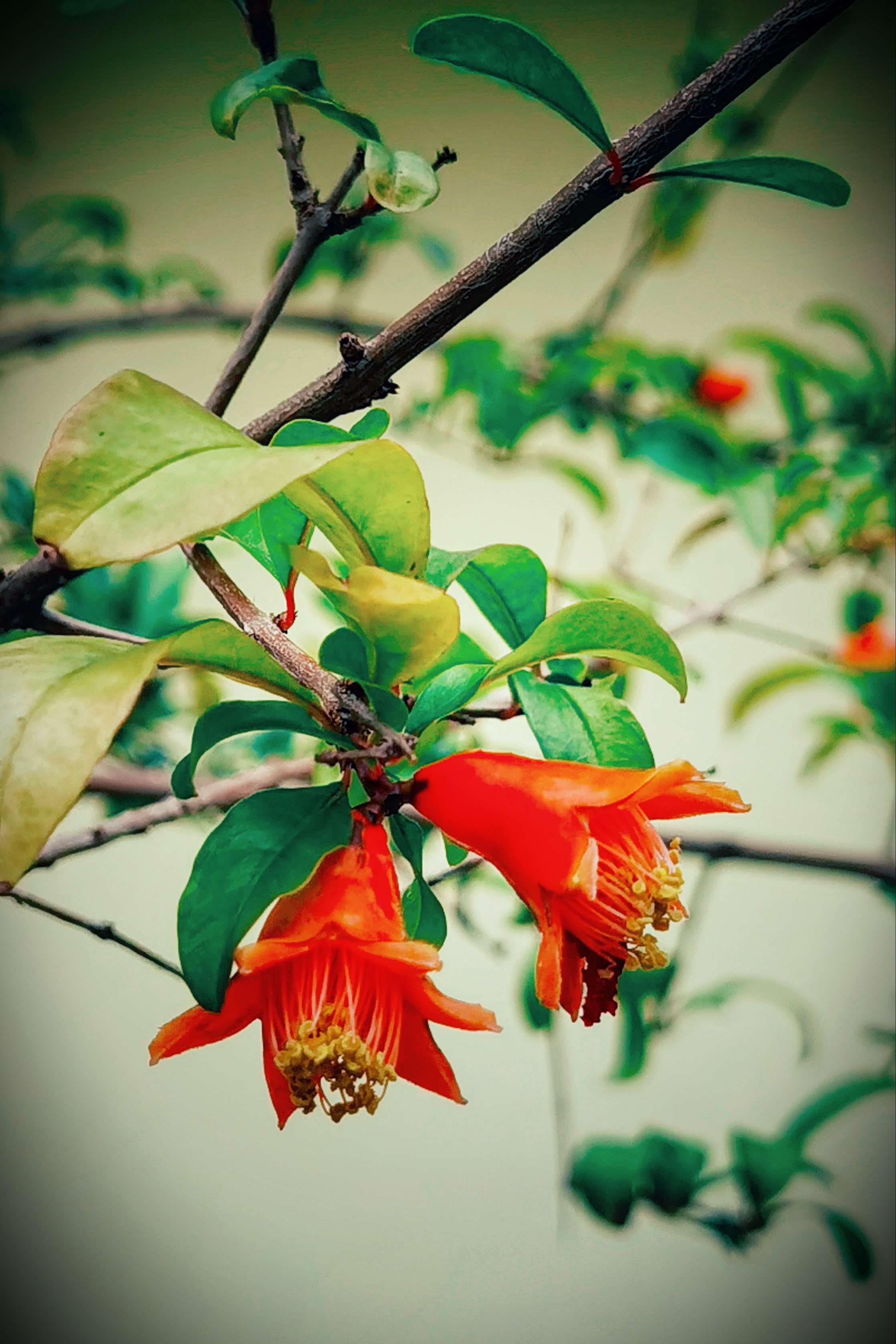 石榴花