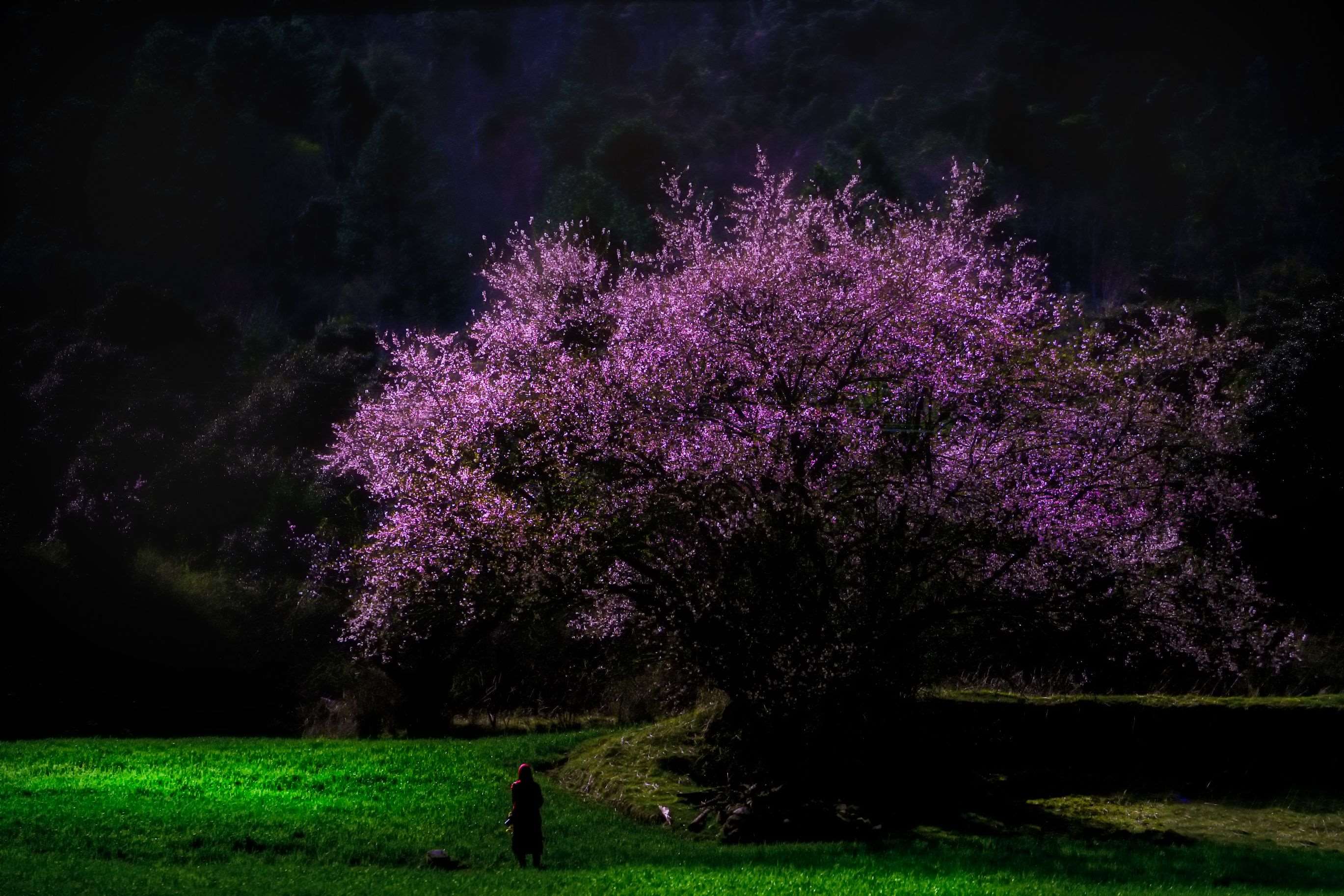 密境花树