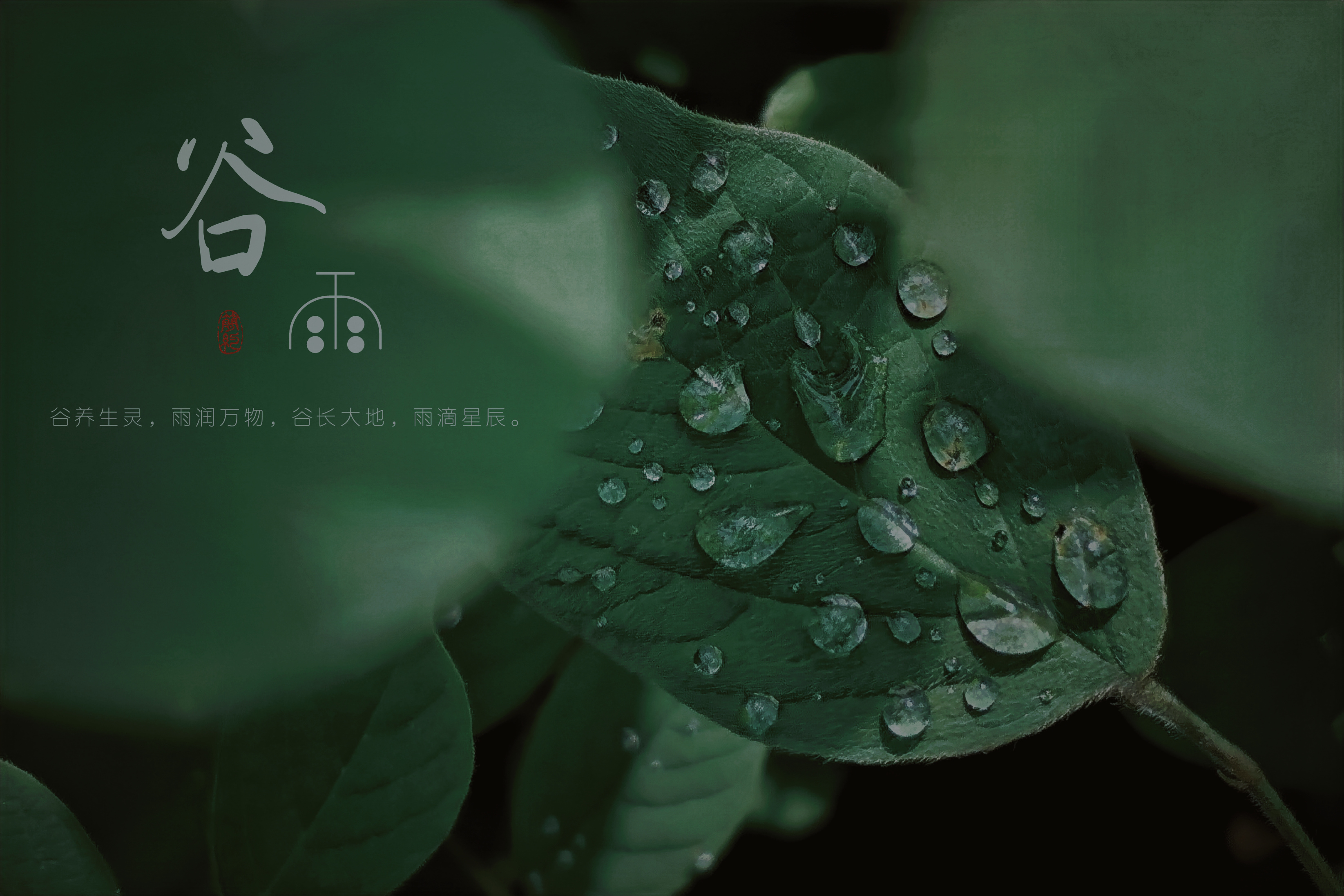 谷雨