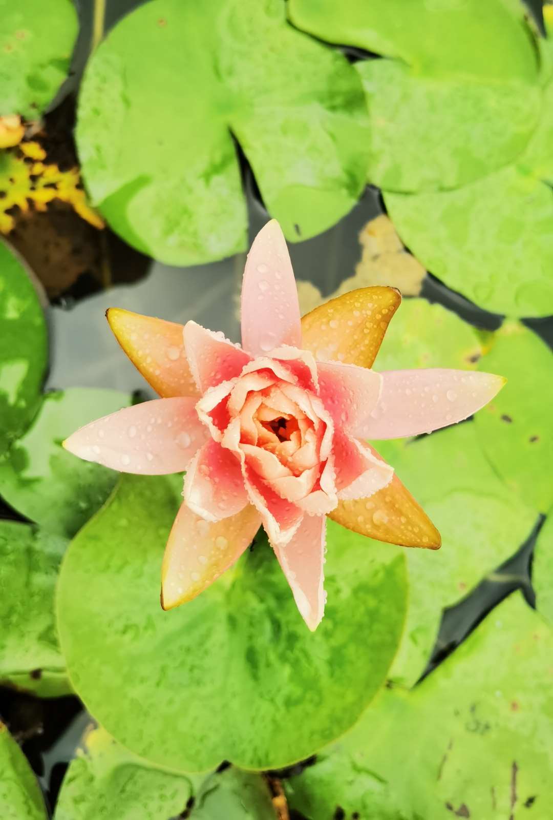 睡莲开花