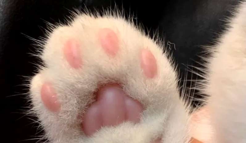 猫咪爪子