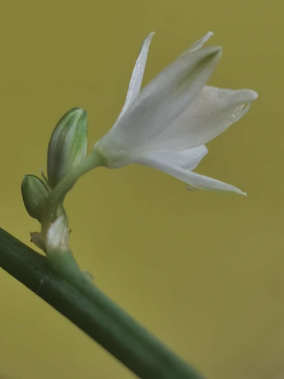 吊兰花