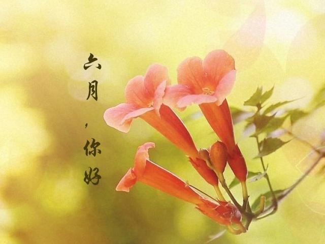 六月你好