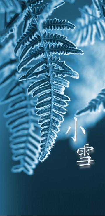 叶上结满了霜
