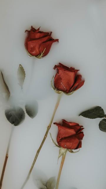鲜红的玫瑰花