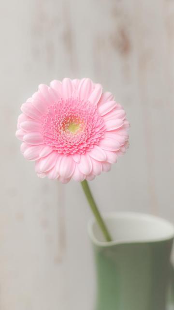 粉色非洲菊