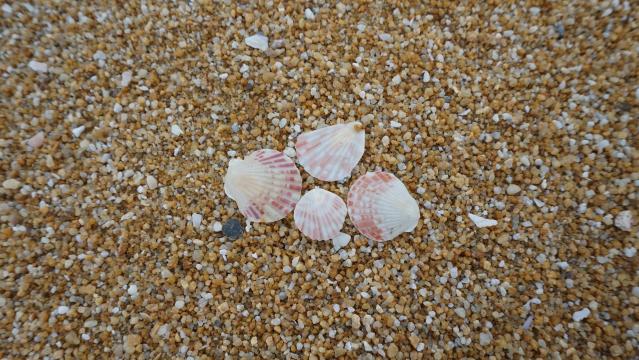 海滩上的花蛤