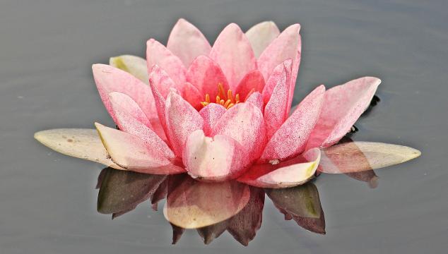 莲花的传说