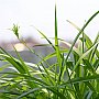 壁纸,高清,宽屏,植物,花卉,吊兰壁纸