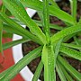 壁纸,高清,宽屏,植物,花卉,吊兰壁纸