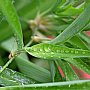 壁纸,高清,宽屏,植物,花卉,吊兰壁纸