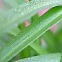 壁纸,高清,宽屏,植物,花卉,吊兰壁纸