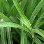 壁纸,高清,宽屏,植物,花卉,吊兰壁纸