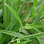 壁纸,高清,宽屏,植物,花卉,吊兰壁纸