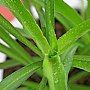 壁纸,高清,宽屏,植物,花卉,吊兰壁纸