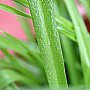 壁纸,高清,宽屏,植物,花卉,吊兰壁纸