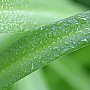 壁纸,高清,宽屏,植物,花卉,吊兰壁纸