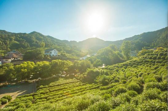 杭州的龙井村