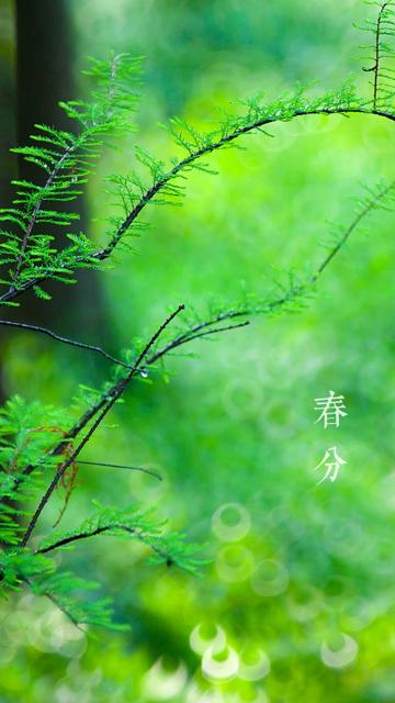 春分节气到