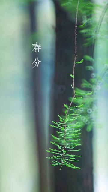 杨柳青青到春分