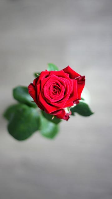 鲜艳的玫瑰花