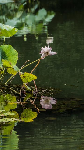 西湖十景之曲院风荷