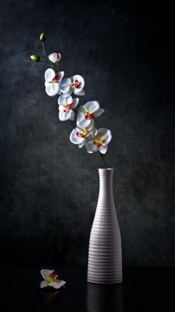 白蝴蝶兰花语