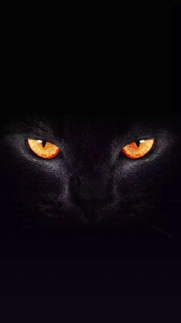 抖音里的黑猫睁眼