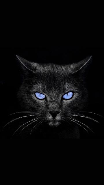 抖音锁屏黑猫