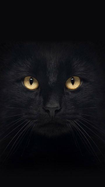 抖音最火的囧囧有神黑猫