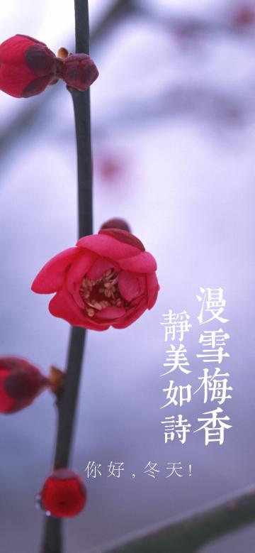 漫雪梅香 静美如诗
