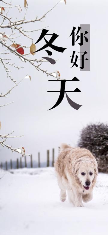 雪地里的金毛犬