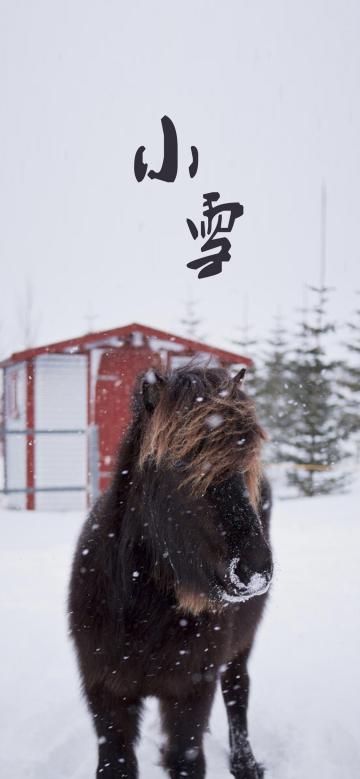 雪中马