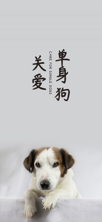 关爱单身狗