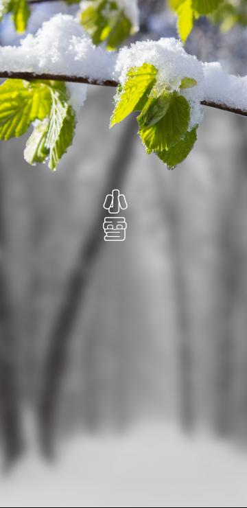 小雪时节的树叶