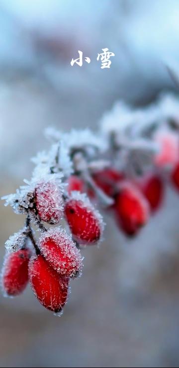 小雪时节的枸杞