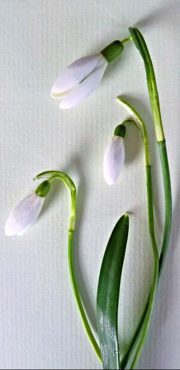 代表希望的雪花莲