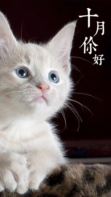 十月你好:可爱的白色猫咪