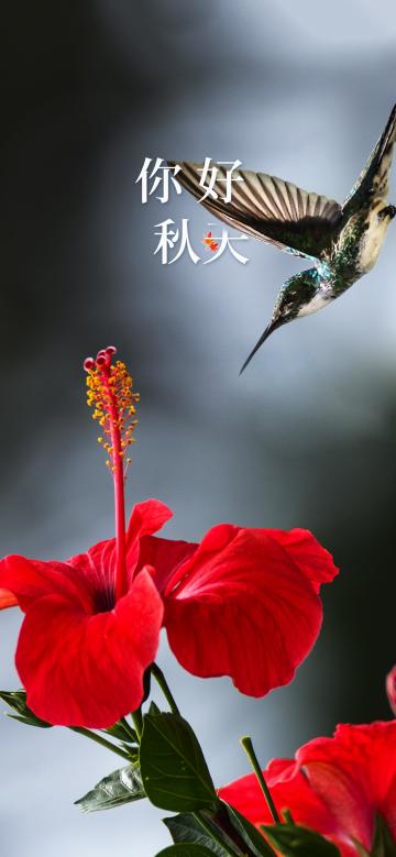你好秋天唯美花朵