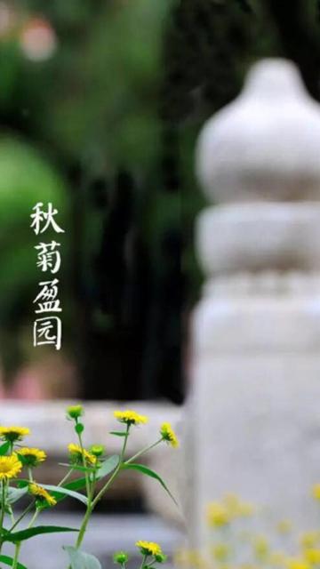 秋菊盈园