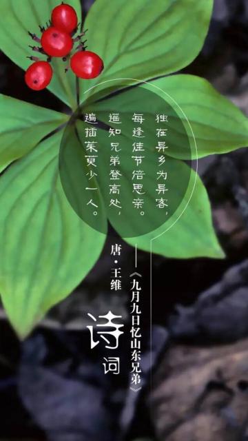 遥知兄弟登高处，遍插茱萸少一人