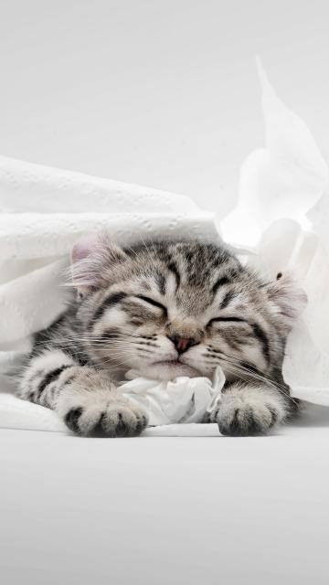 猫咪睡姿大合集